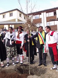 l'albero nella sua dimora